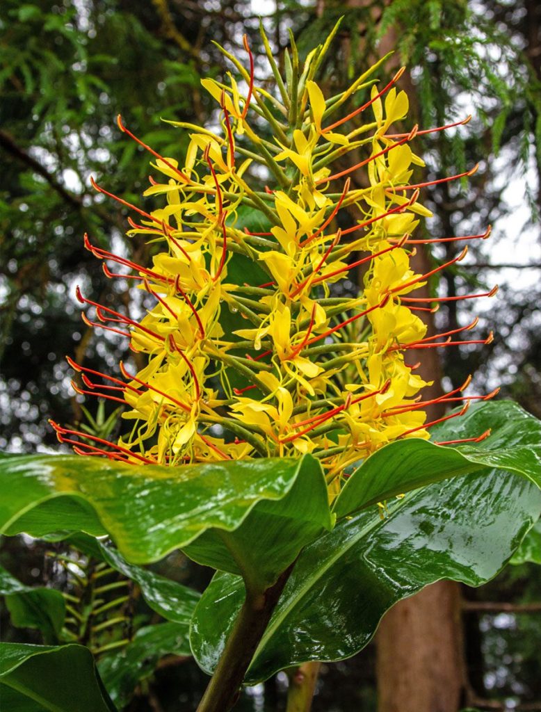 Colonization and Introduction of Exotic Species